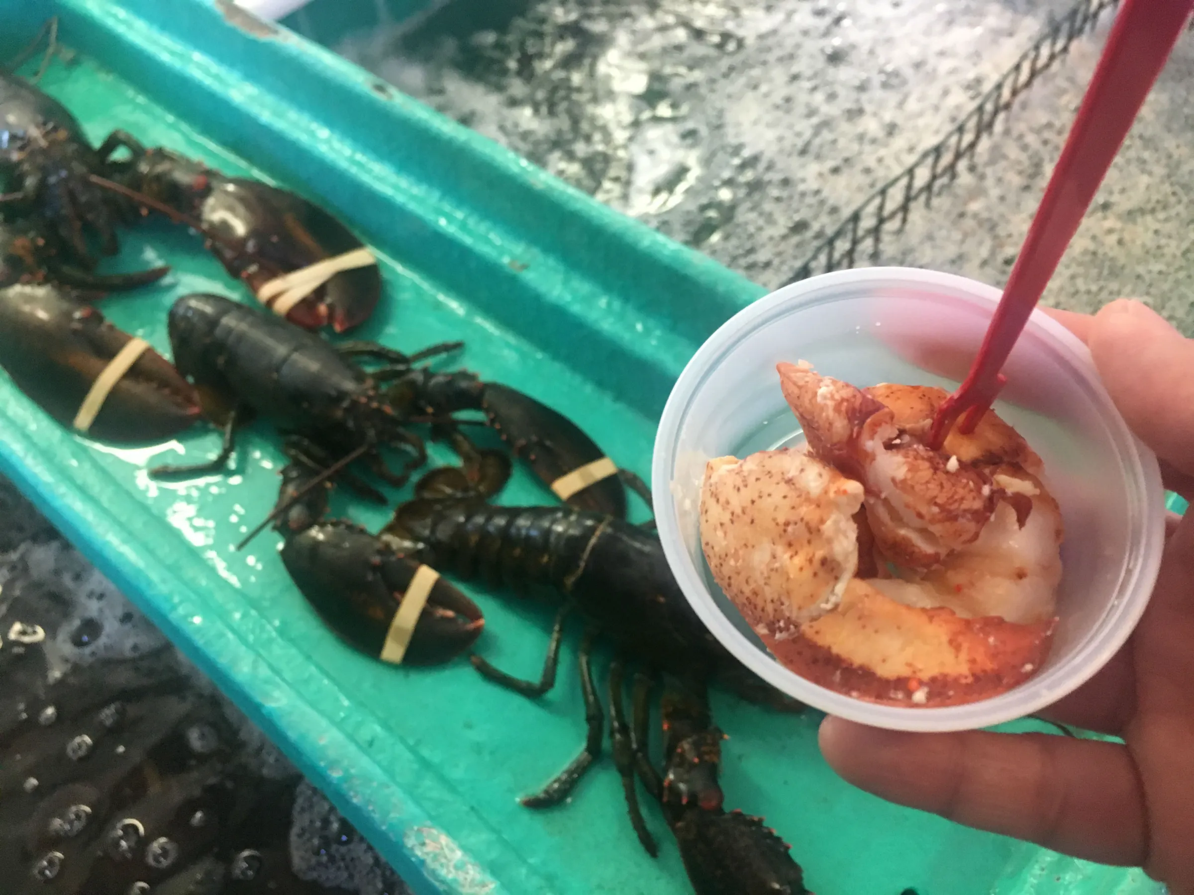 3 Lobsters and cooked lobster