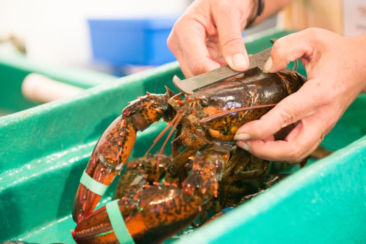 a hand holding an animal