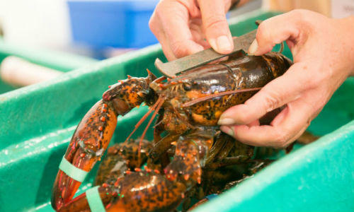 measuring lobster