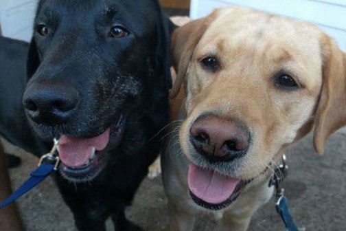 two dogs