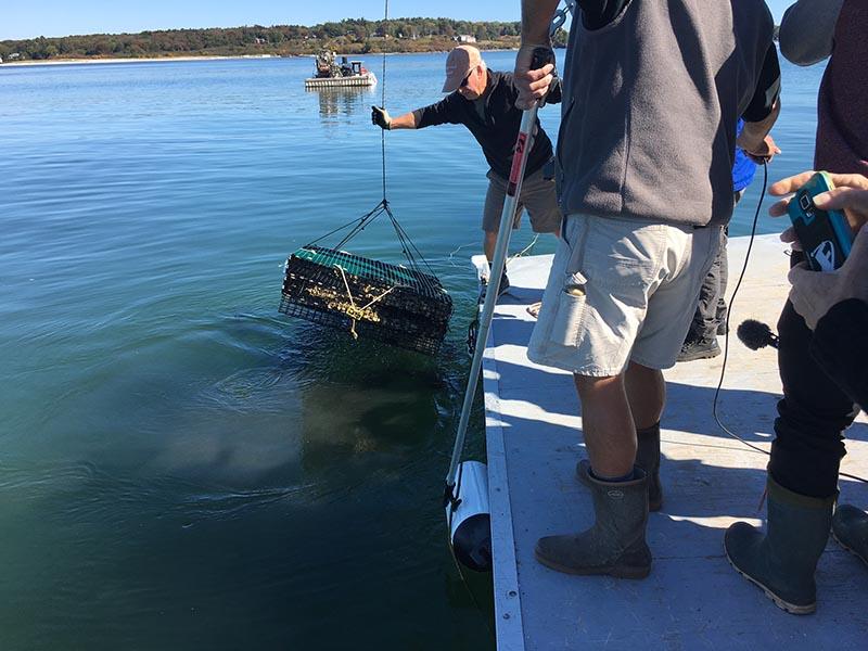 Portland: Lunch and Aquaculture Cruise on Casco Bay Image 8 oyster catching