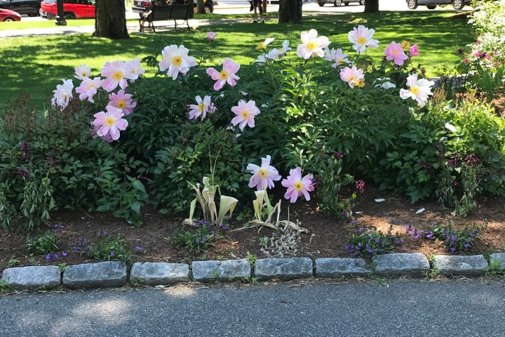 a close up of a flower garden