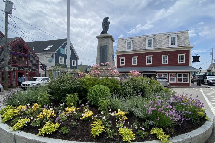 a close up of a flower garden in front of a building