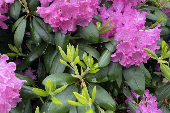 a close up of a bunch of pink flowers