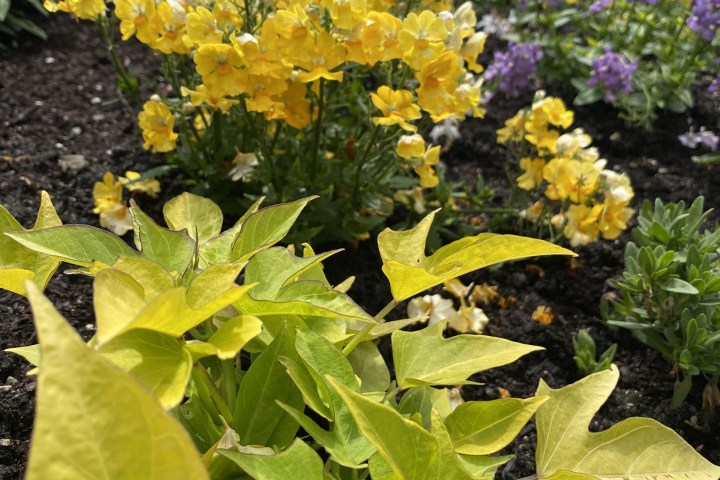 a close up of a flower garden