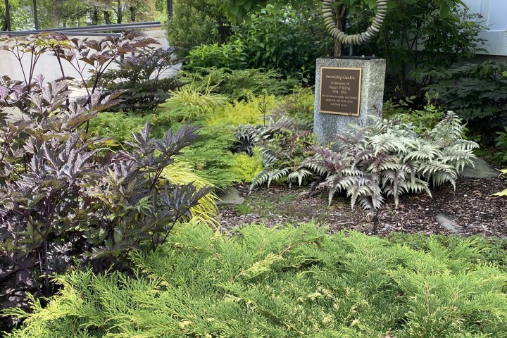 a close up of a flower garden