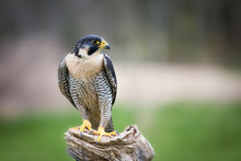 a close up of a bird