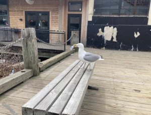 a bird sitting on top of a wooden bench