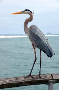 a bird sitting on top of a body of water