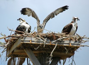 a flock of seagulls standing next to a bird