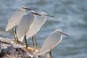 a flock of seagulls standing next to a body of water
