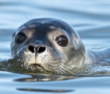 a seal on the snow