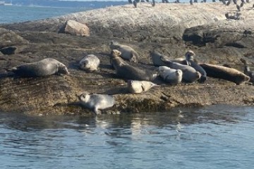 a seal on a rock next to a body of water
